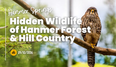 Hidden Wildlife of Hanmer Forest & Hill Country